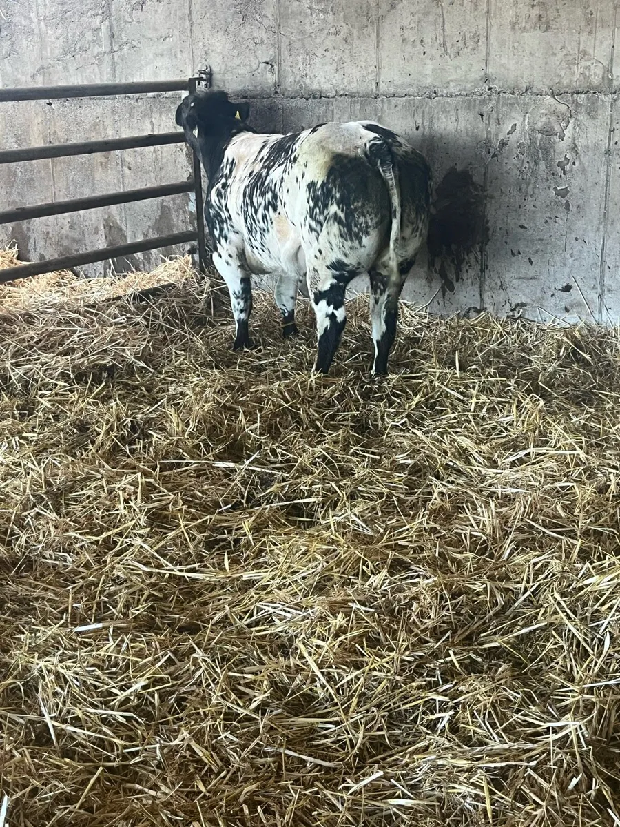 BBX heifer - Image 2