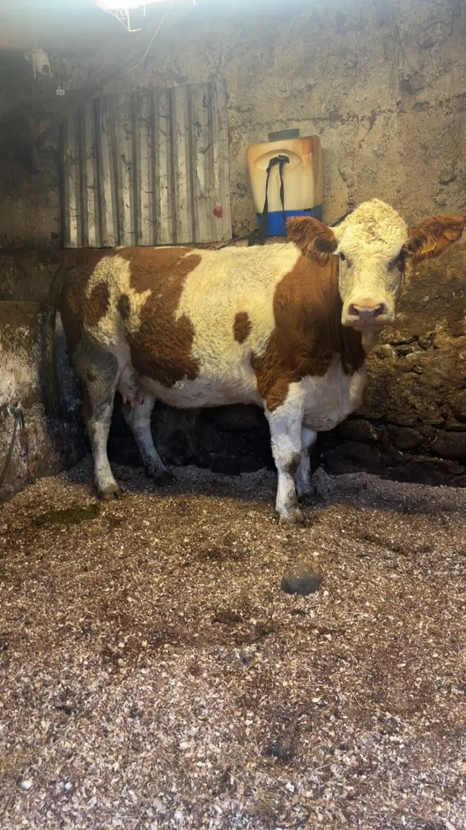 Pedigree registered Simmental cow and calf - Image 2
