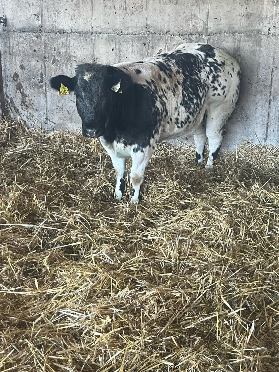 BBX heifer - Image 3