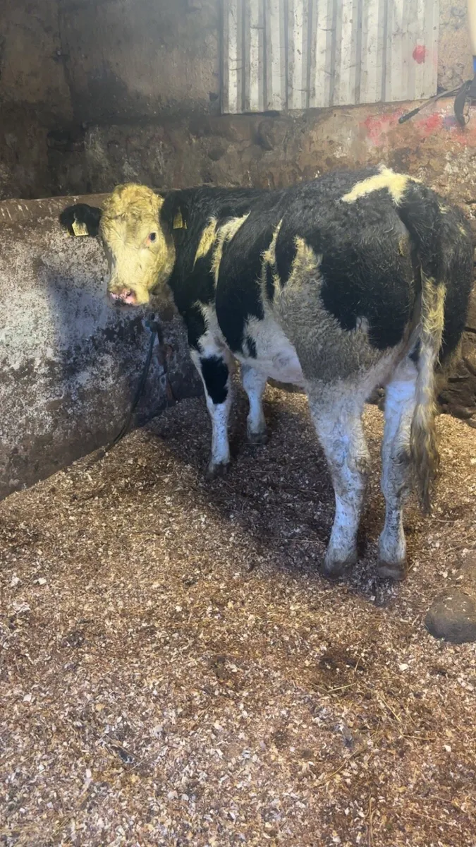 Pedigree registered Simmental cow and calf - Image 4