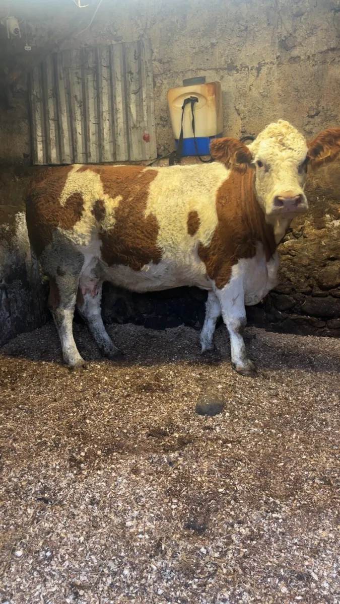 Pedigree registered Simmental cow and calf - Image 3