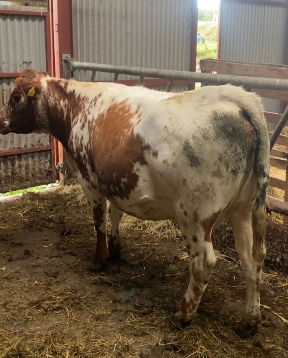 Incalf heifer - Image 1