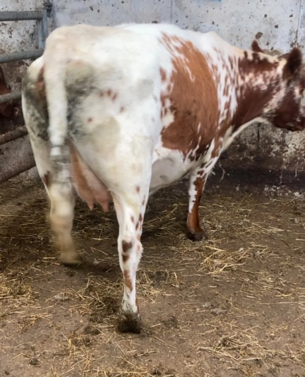 Incalf heifer - Image 2