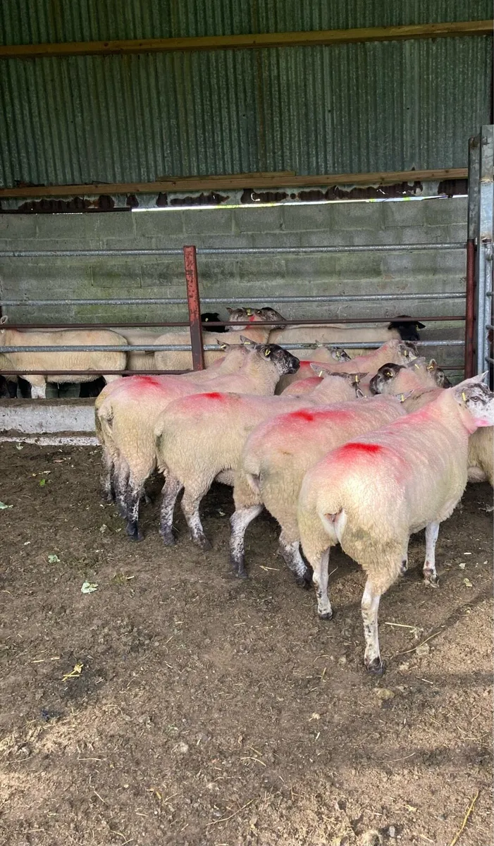 Suftex Hoggets - Image 1
