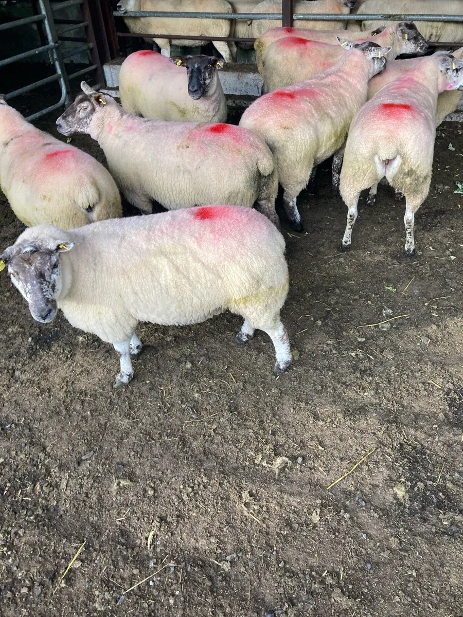 Suftex Hoggets - Image 2