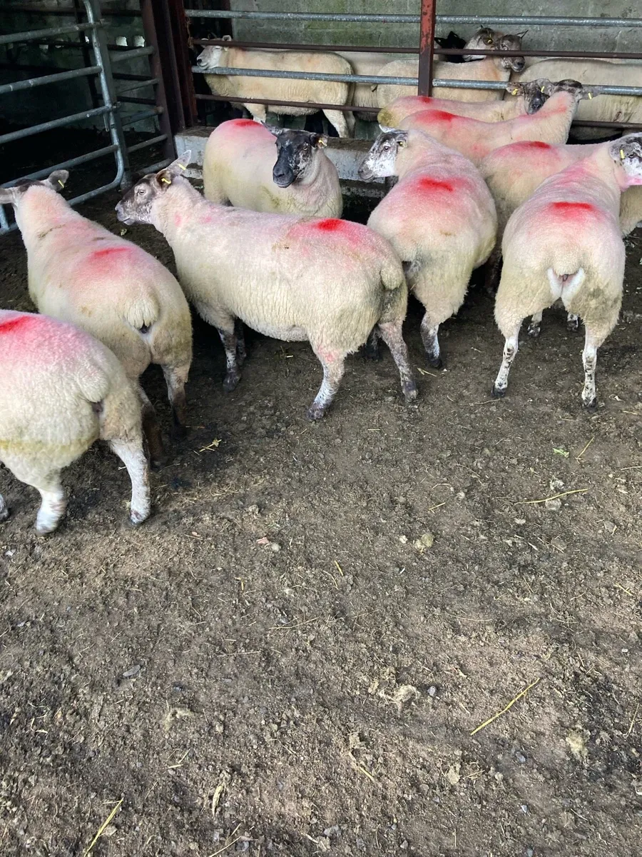 Suftex Hoggets - Image 3