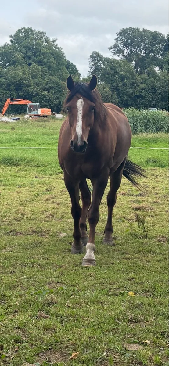 16.2hh 5yo Traditional Irish Sport Horse Gelding - Image 4