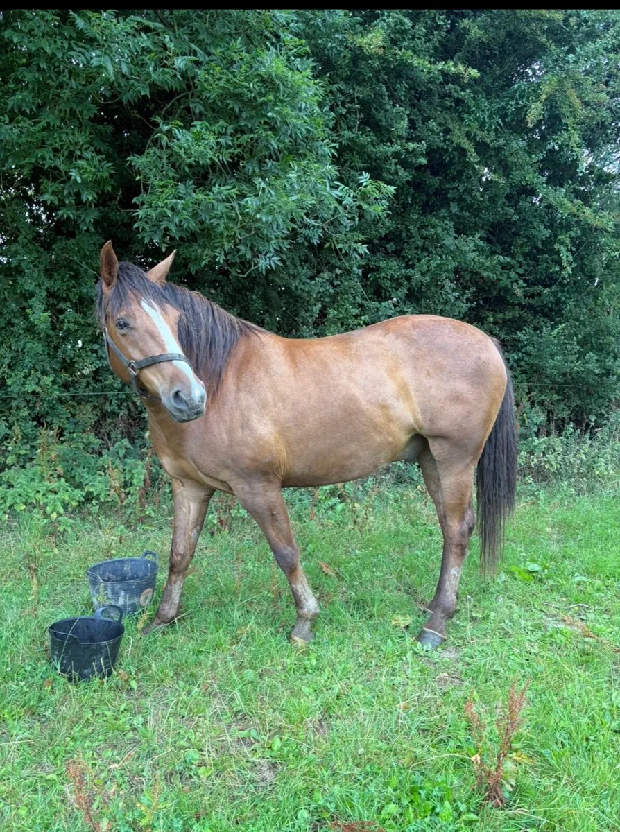 16.2hh 5yo Traditional Irish Sport Horse Gelding - Image 1