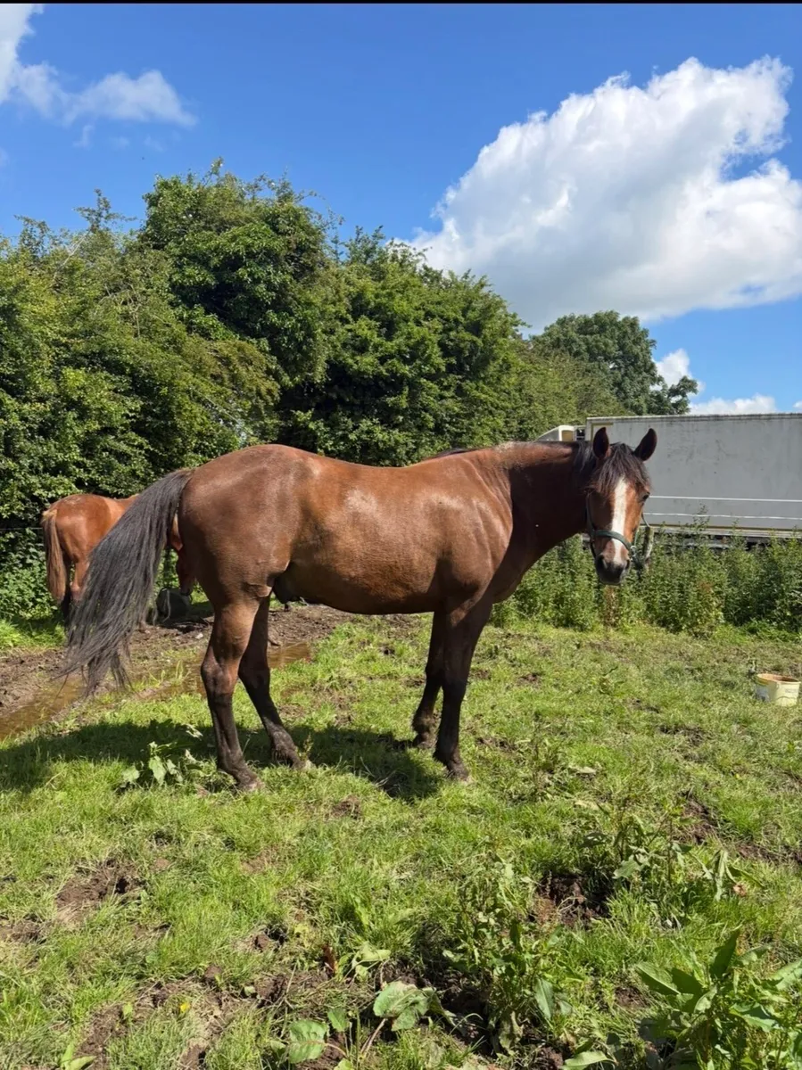 16.2hh 5yo Traditional Irish Sport Horse Gelding - Image 2