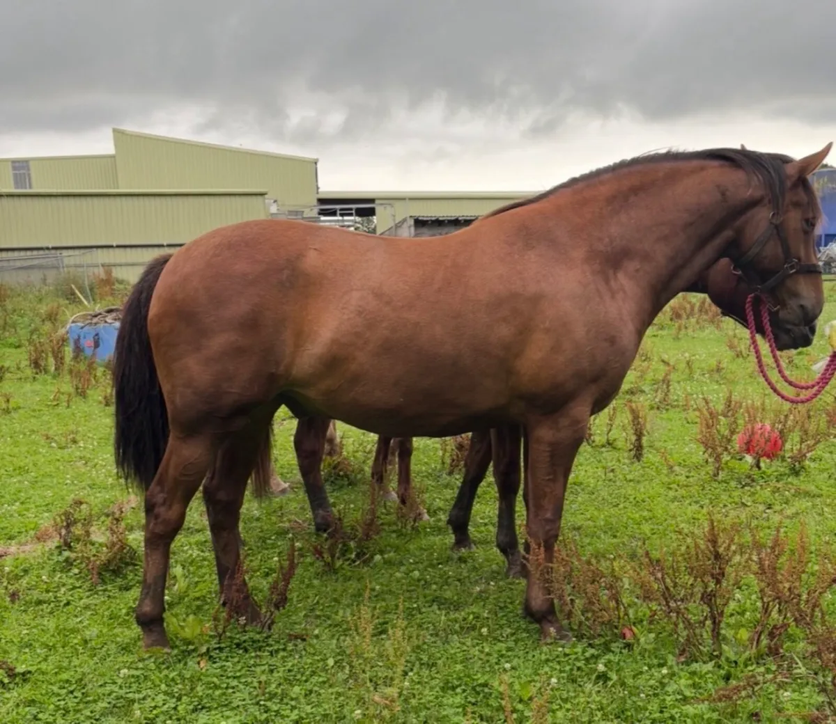 16.2hh 5yo Traditional Irish Sport Horse Gelding - Image 3