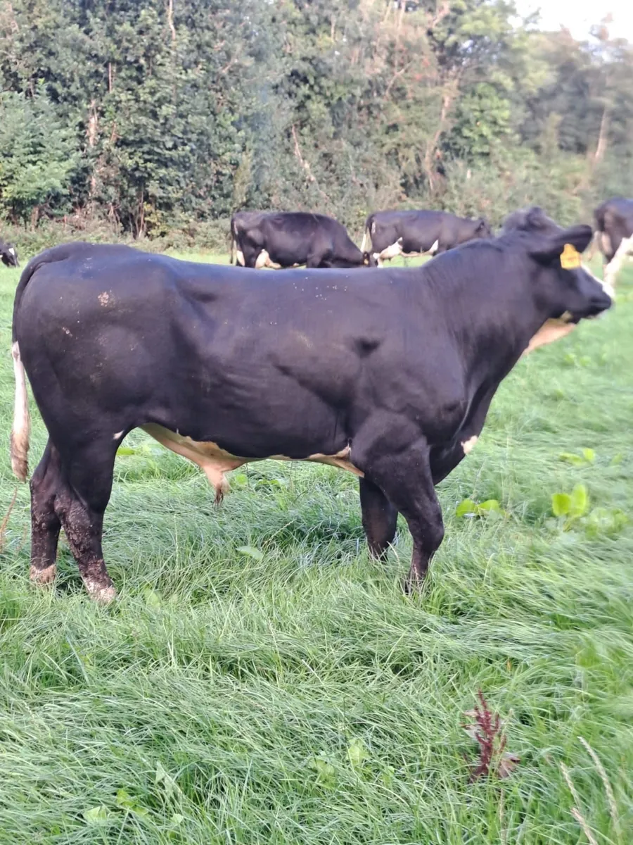 Young vasectomised bull - Image 2