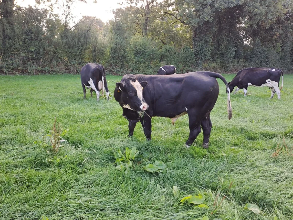 Young vasectomised bull - Image 4