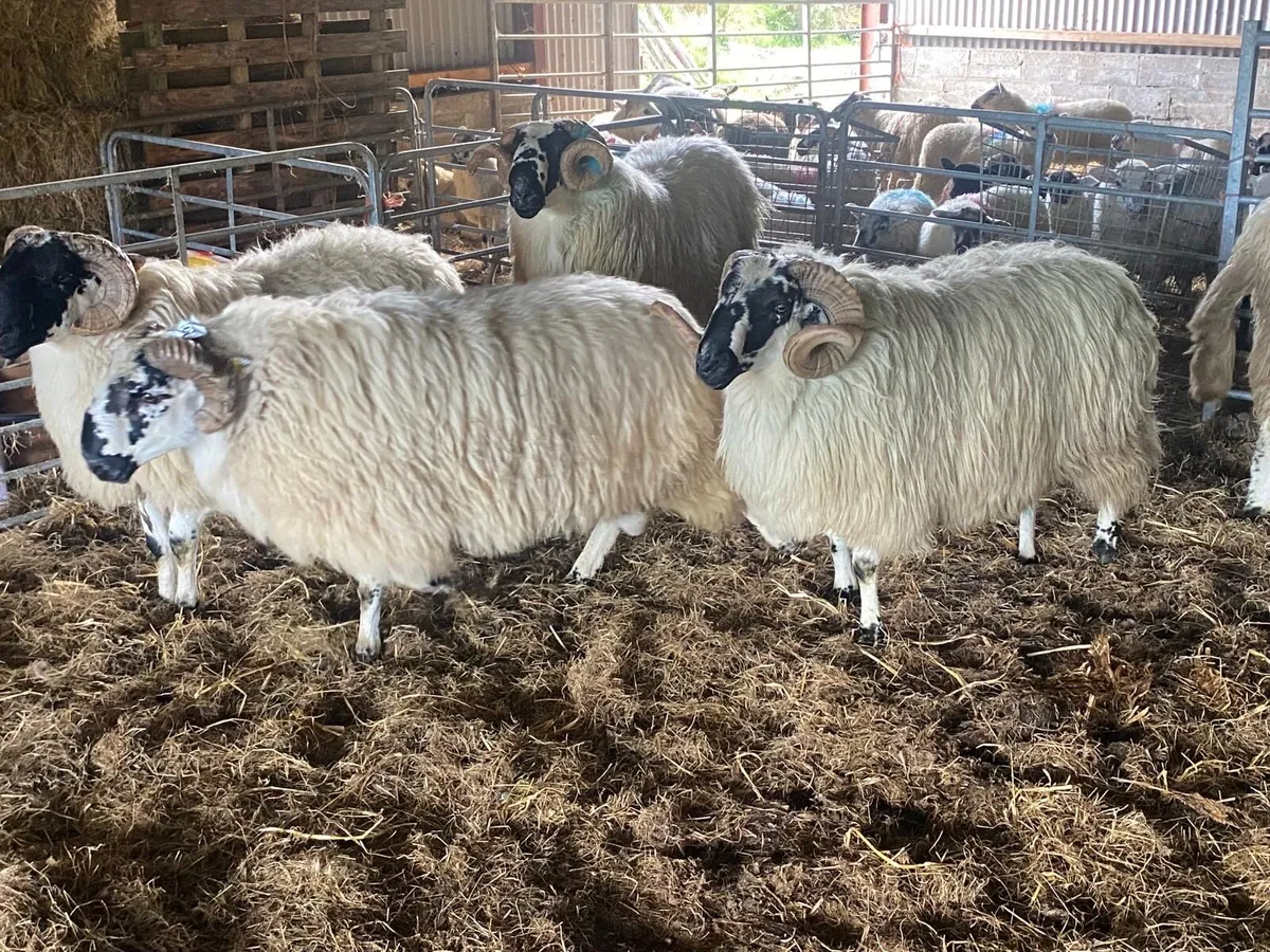 Mix of rams - Image 4