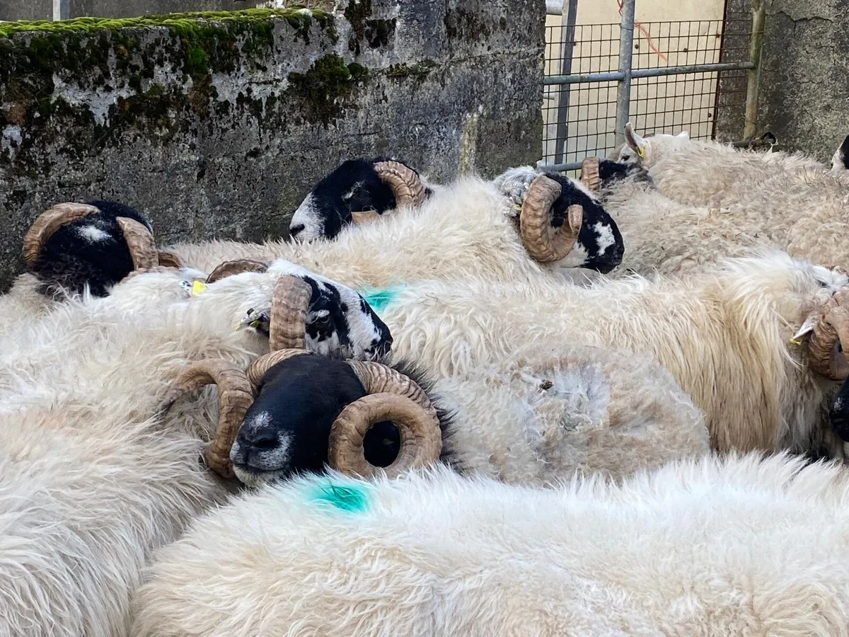Mix of rams - Image 2