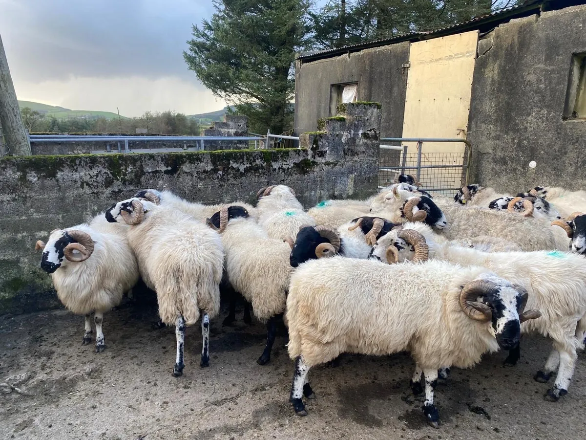 Mix of rams - Image 3