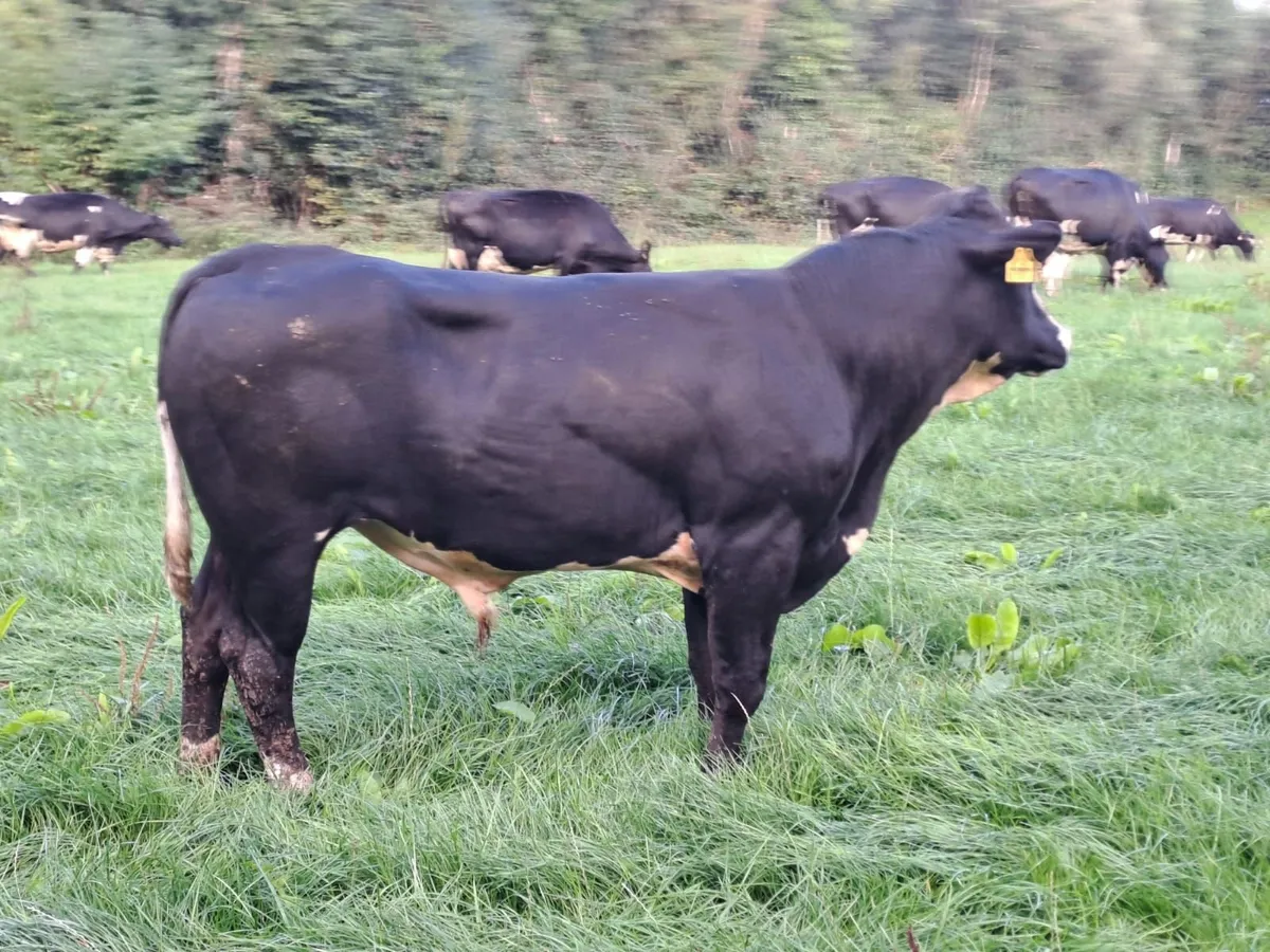 Young vasectomised bull - Image 1