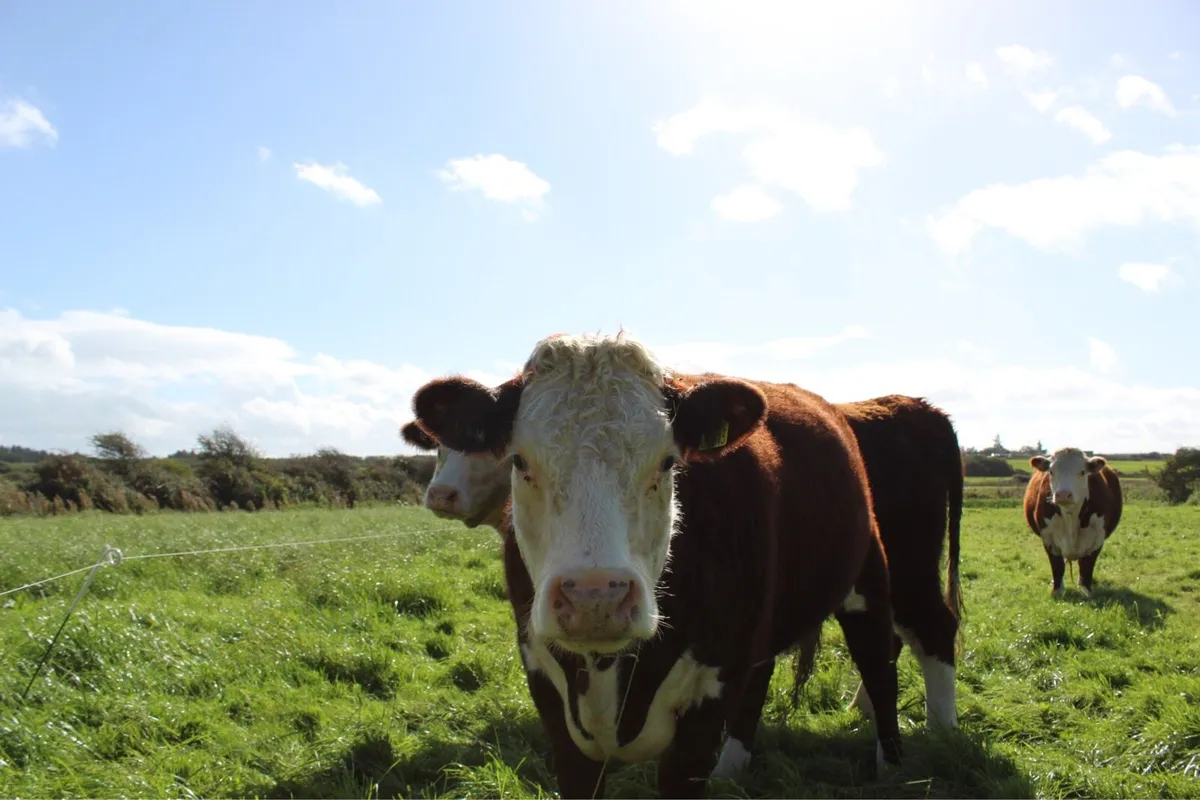 Pedigree Hereford Cow and Calf - Image 2