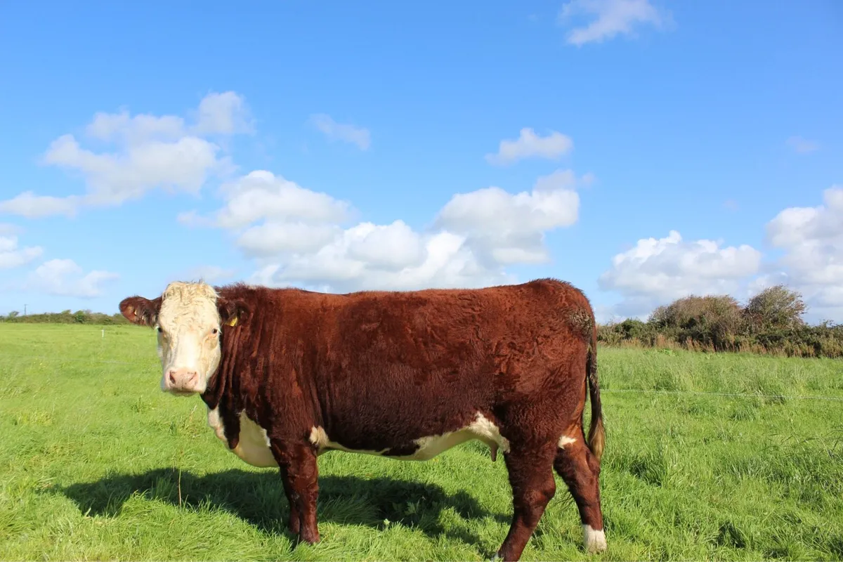 Pedigree Hereford Cow and Calf - Image 3