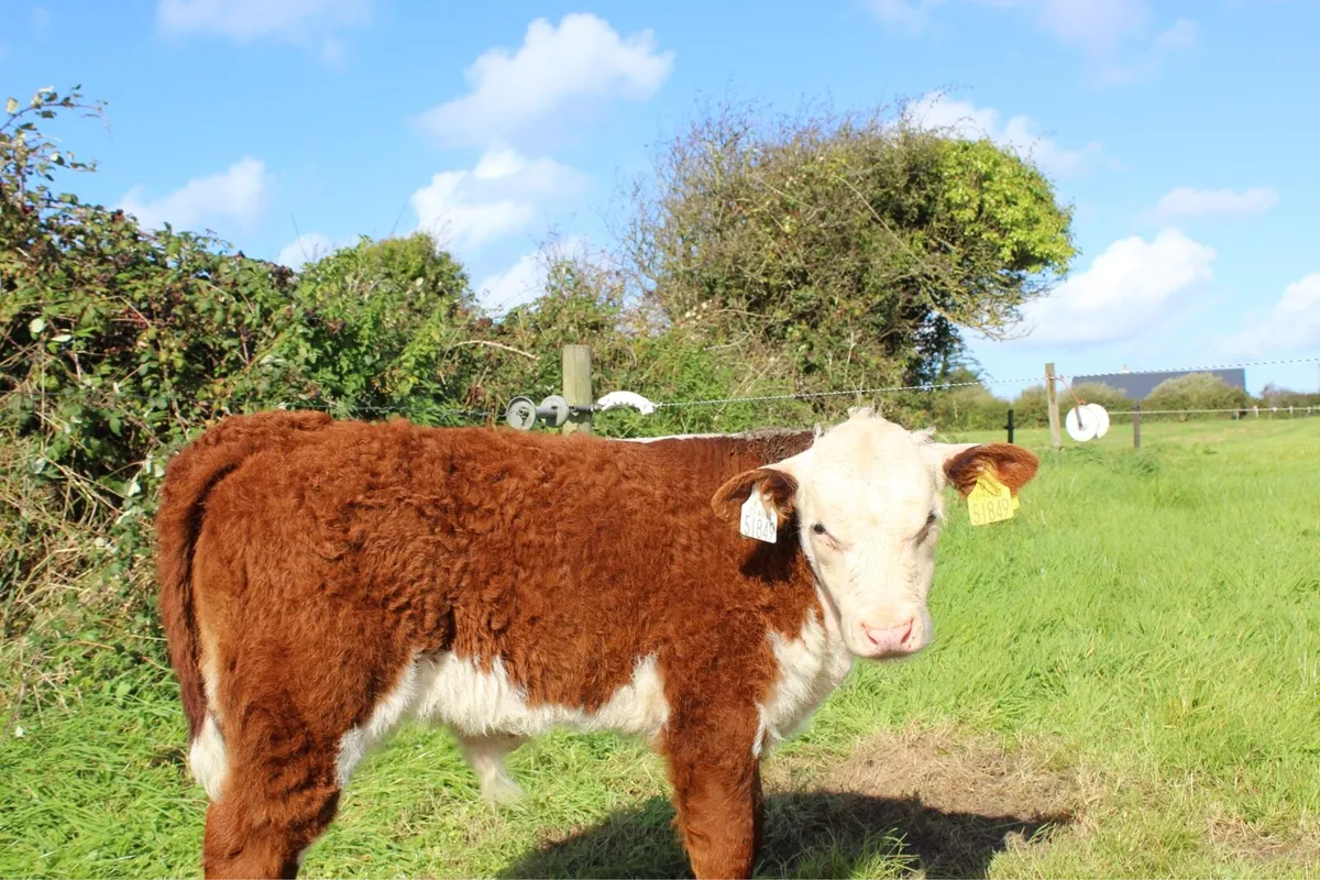 Pedigree Hereford Cow and Calf - Image 4