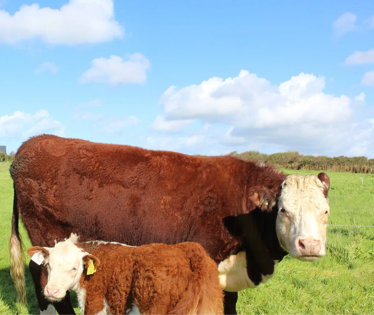 Pedigree Hereford Cow and Calf - Image 1