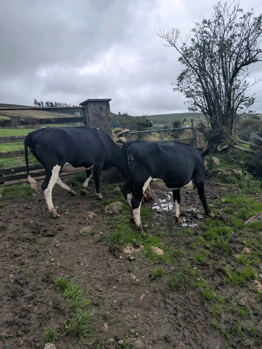 Bulling freisian heifers - Image 1