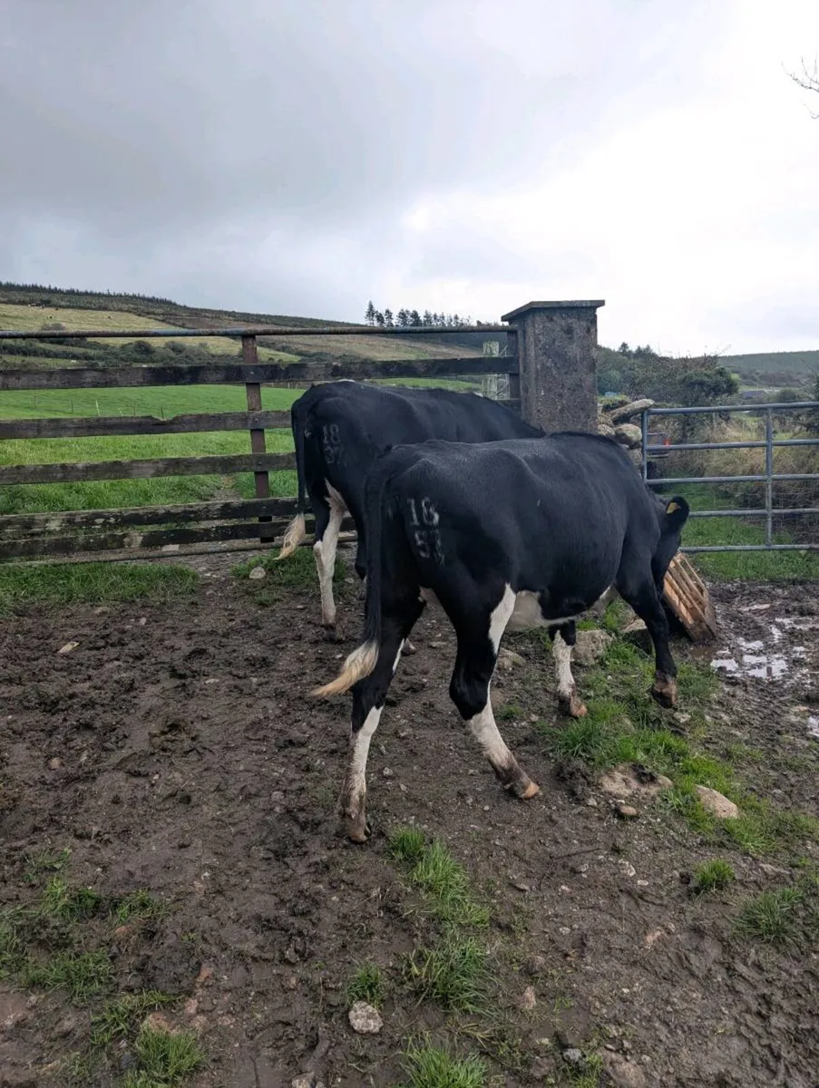 Bulling freisian heifers - Image 2