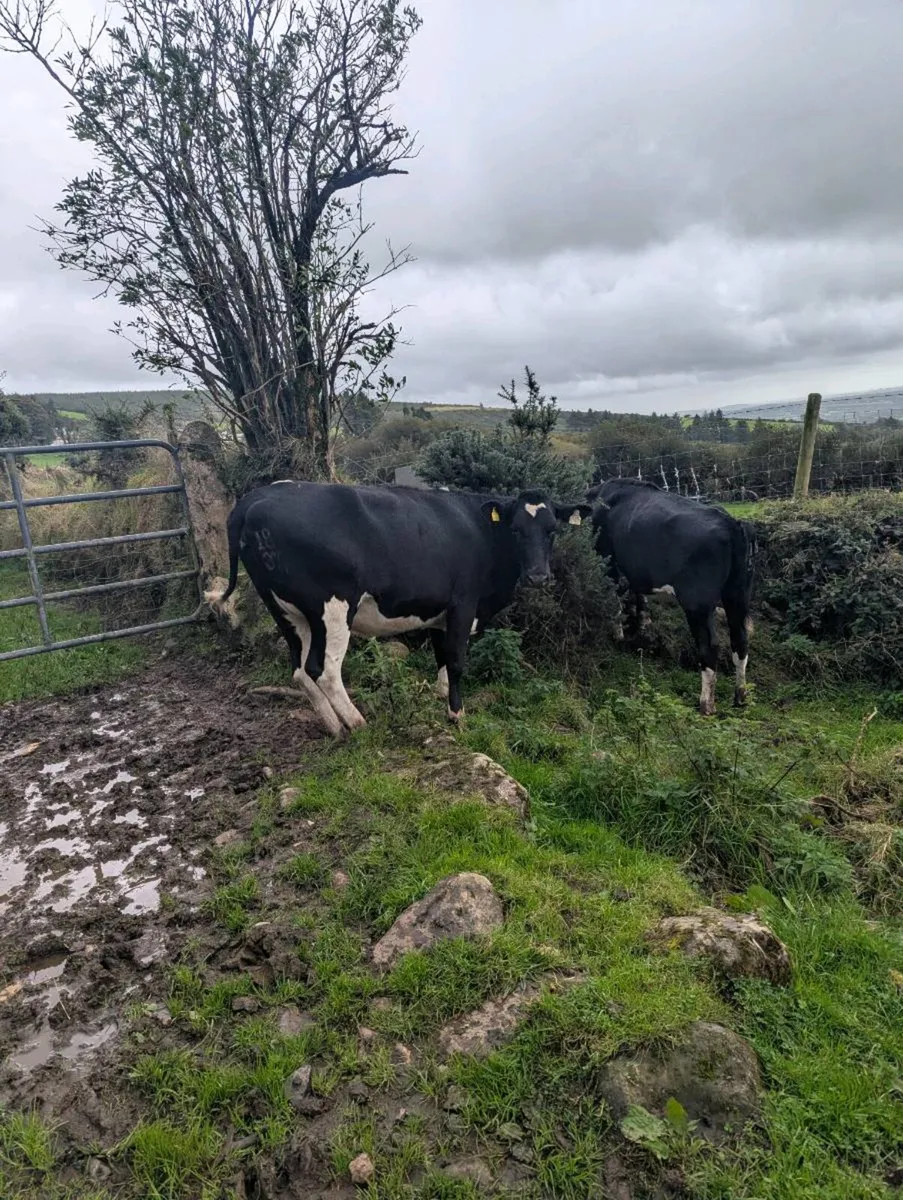 Bulling freisian heifers - Image 3
