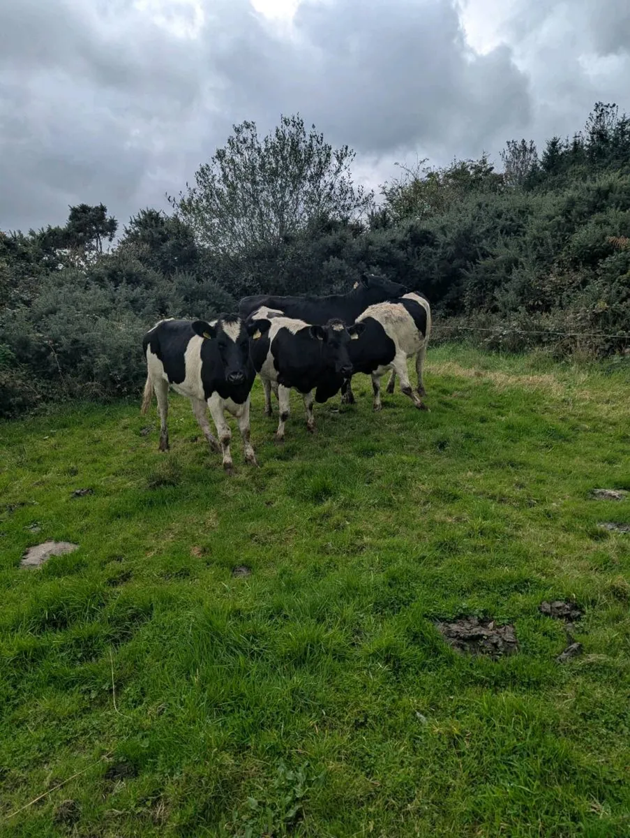 Bulling freisian heifers - Image 4