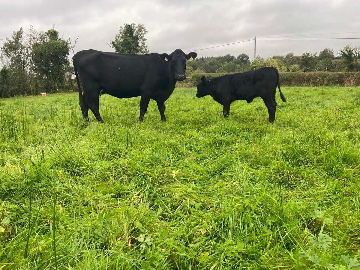 Angus Heifer and calf - Image 2