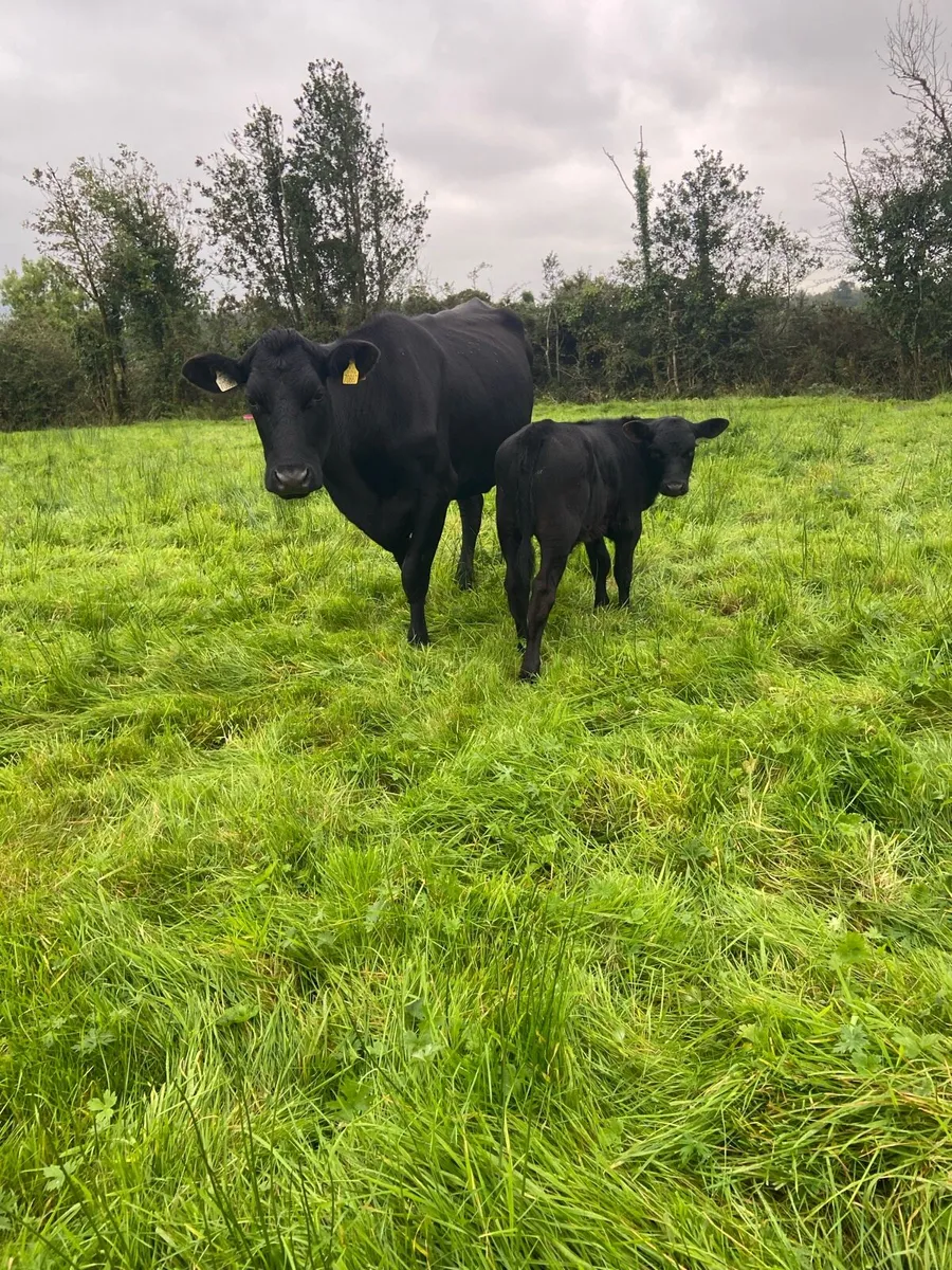 Angus Heifer and calf - Image 3