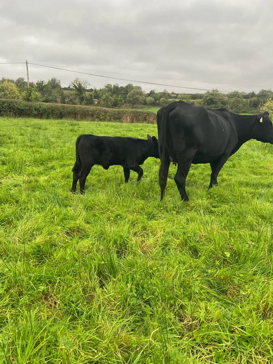 Angus Heifer and calf - Image 4