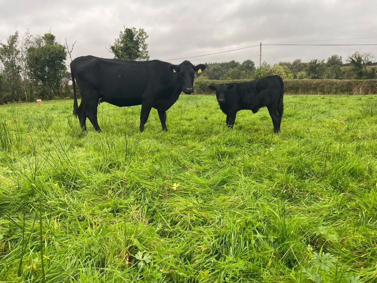 Angus Heifer and calf - Image 1