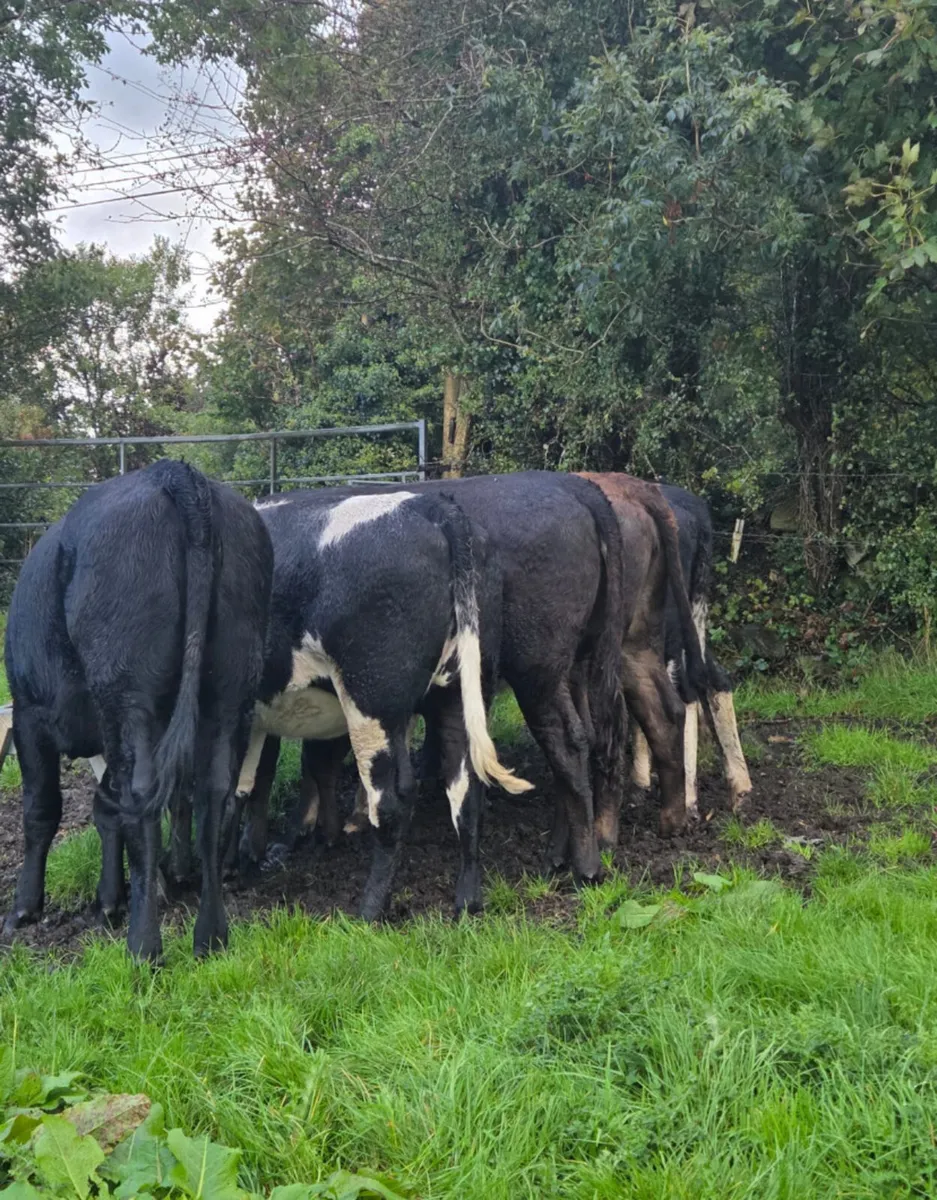 7 r grade store heifers - Image 2