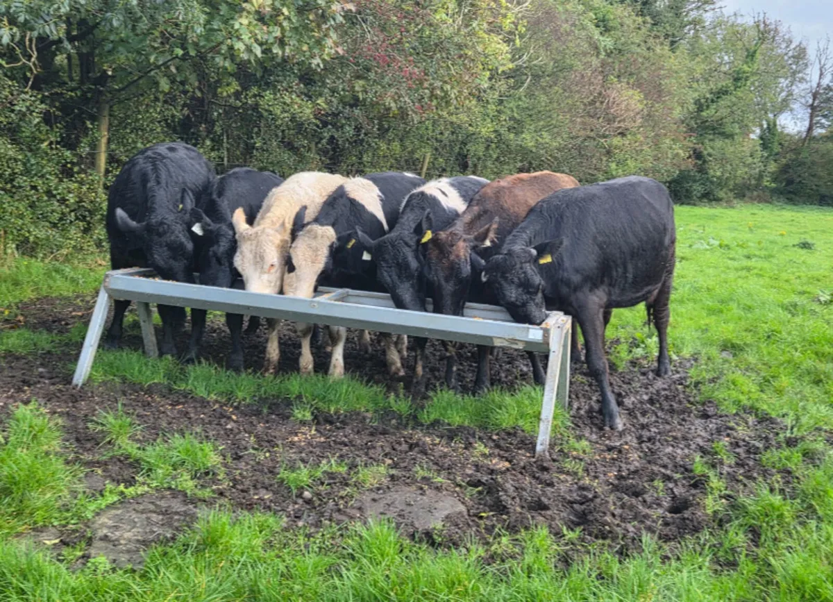 7 r grade store heifers - Image 3