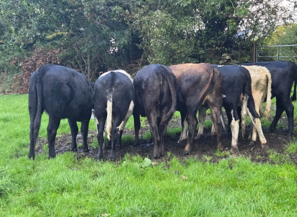 7 r grade store heifers - Image 1