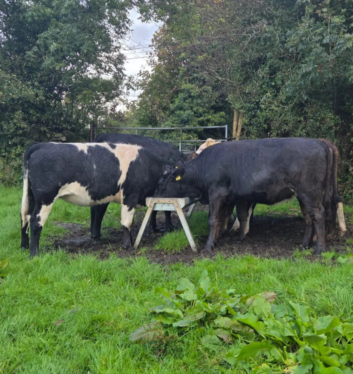 7 r grade store heifers - Image 4