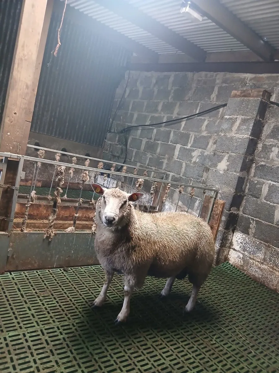 Ram