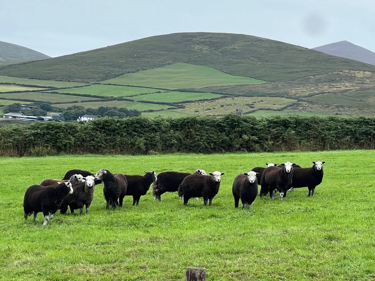 Herdwick Ewe Lambs - Image 3