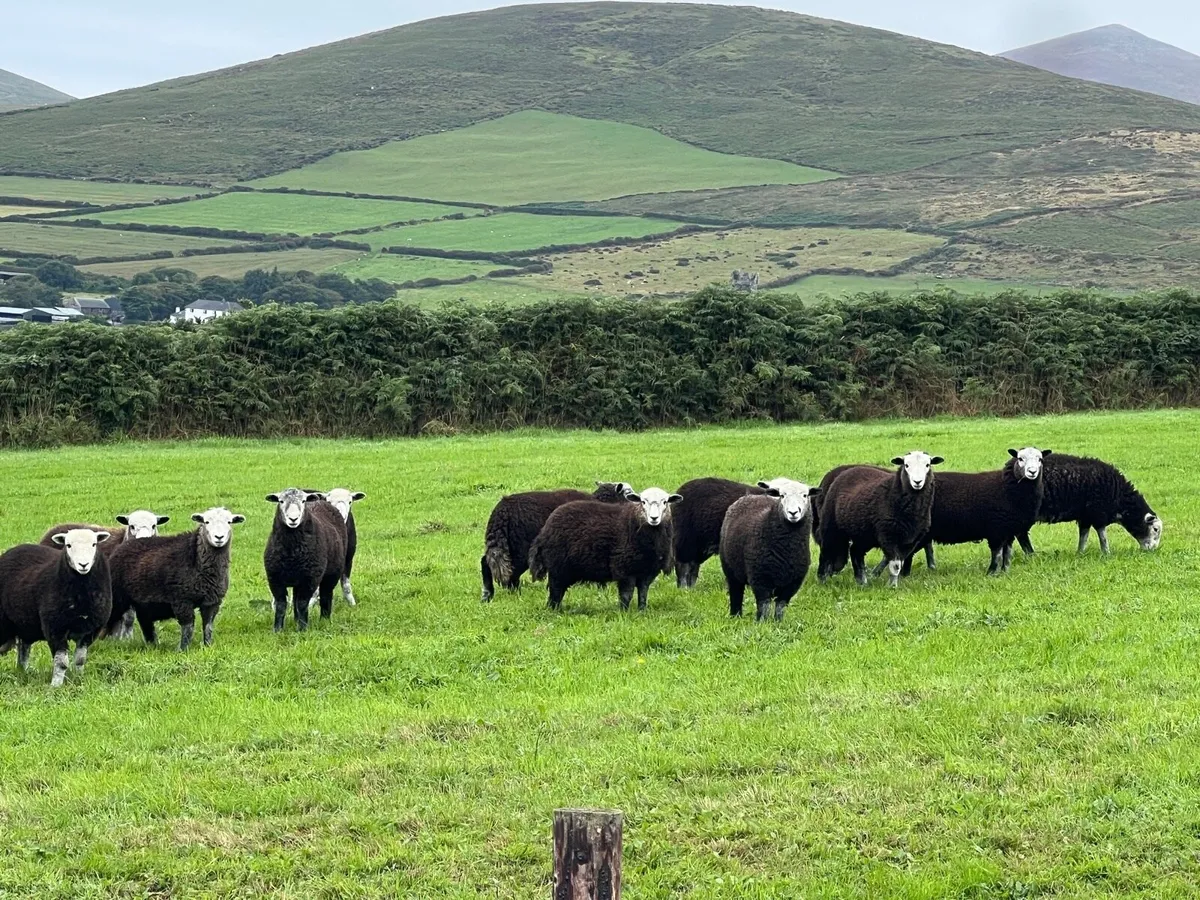 Herdwick Ewe Lambs - Image 1