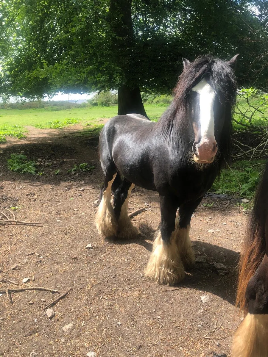 filly foal - Image 2