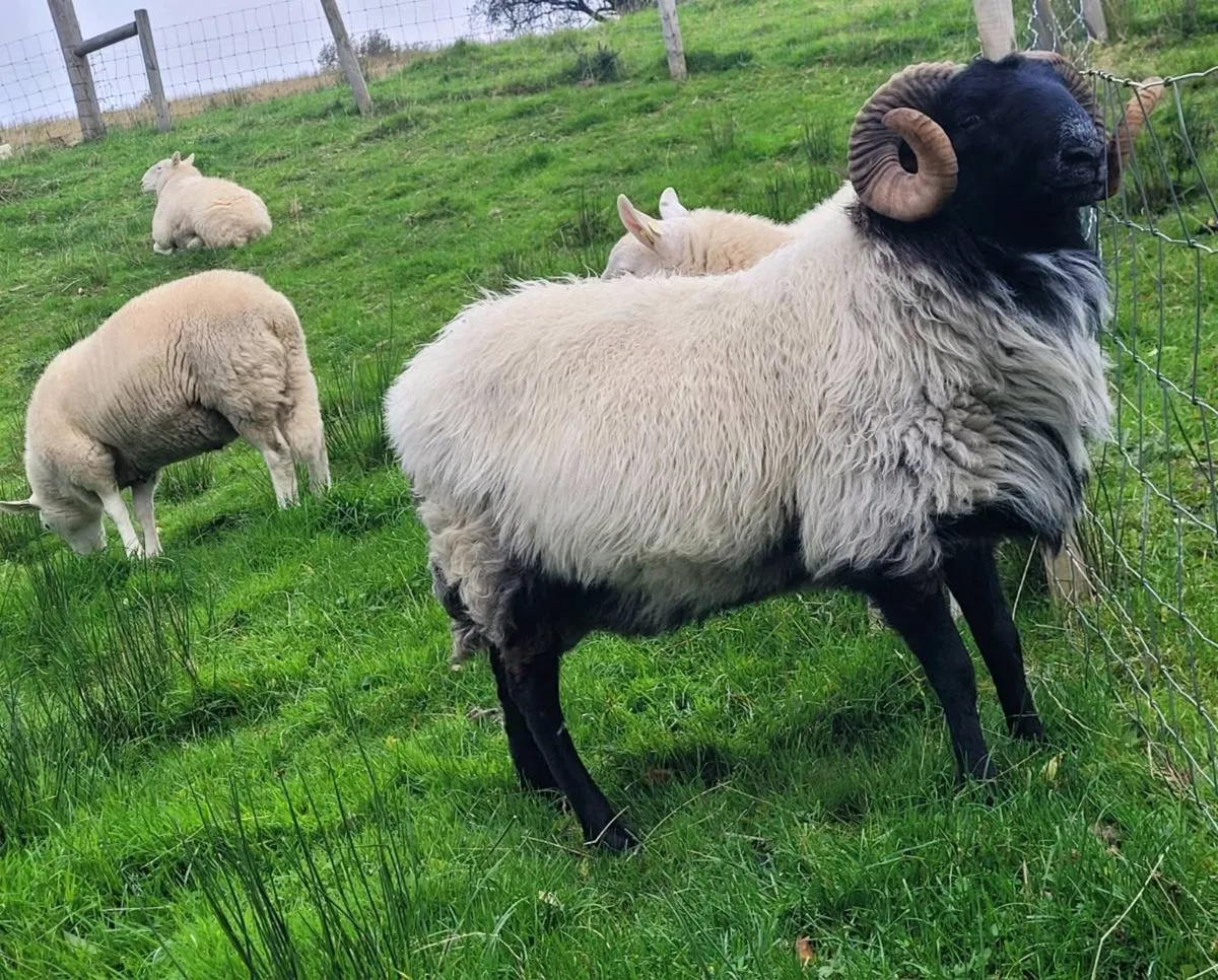 Cheviot Rams Mayo Blackface Rams - Image 2