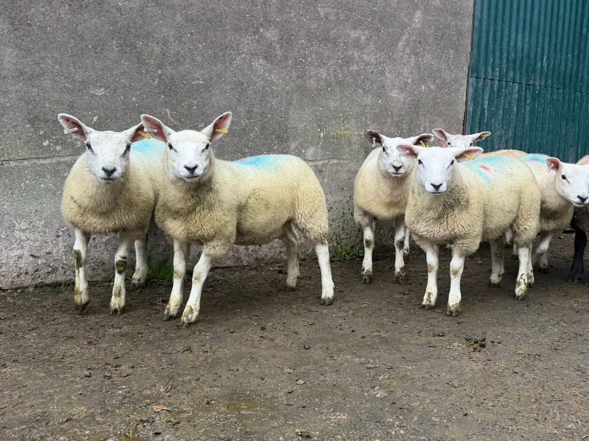 Ewe lambs - Image 1