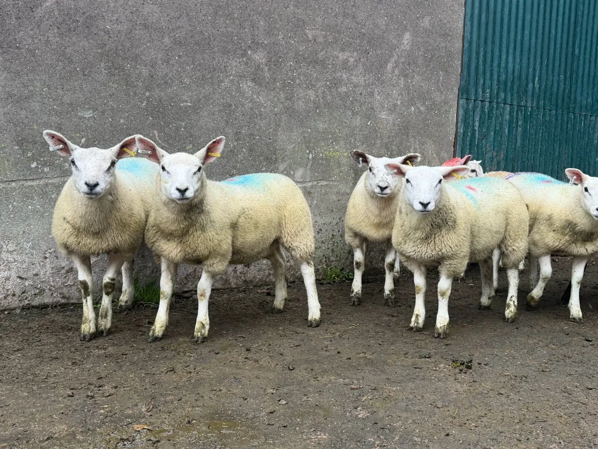 Ewe lambs - Image 2