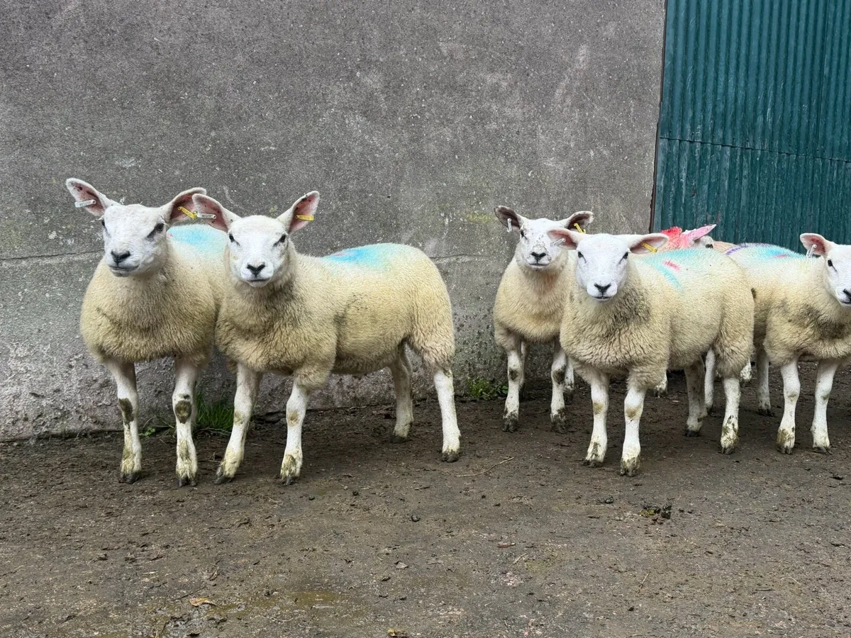 Ewe lambs - Image 3