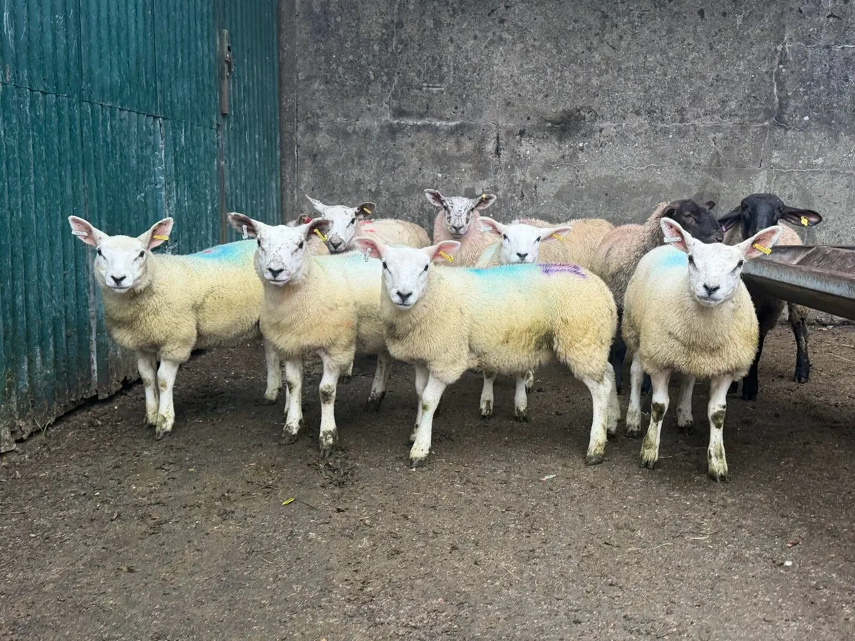 Ewe lambs - Image 4