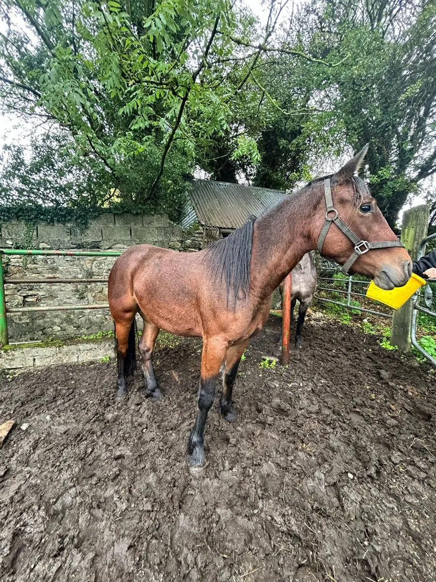 Filly - Image 1