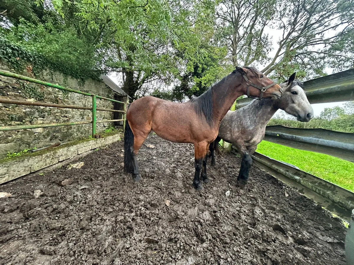 Filly - Image 2