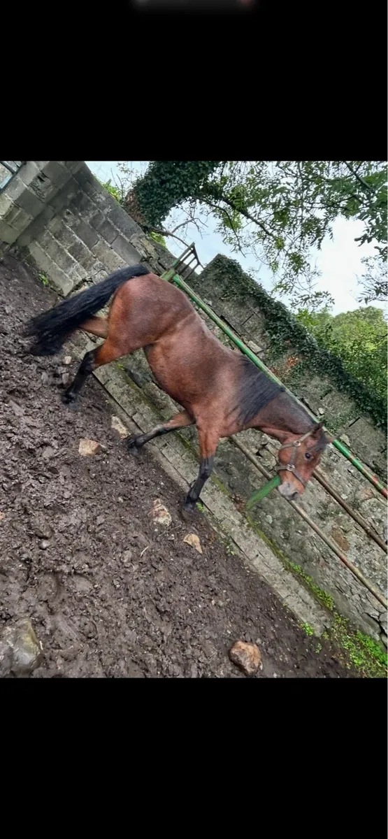 Filly - Image 3