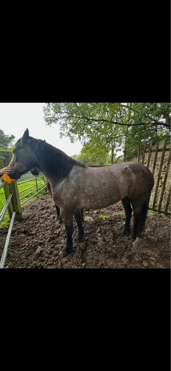 Filly - Image 4