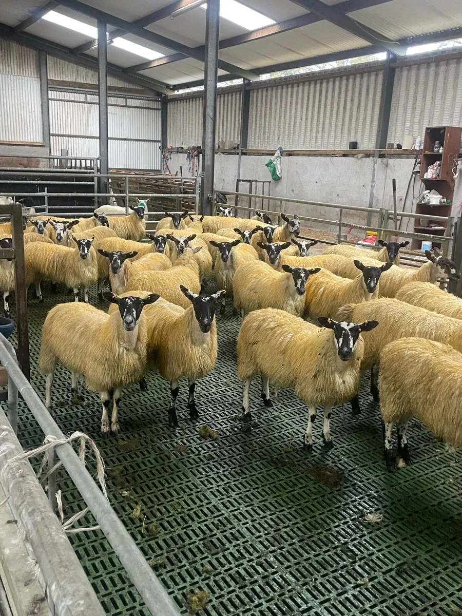 40 mule ewe lambs @ Coolaney Mart 3/10/26 - Image 1